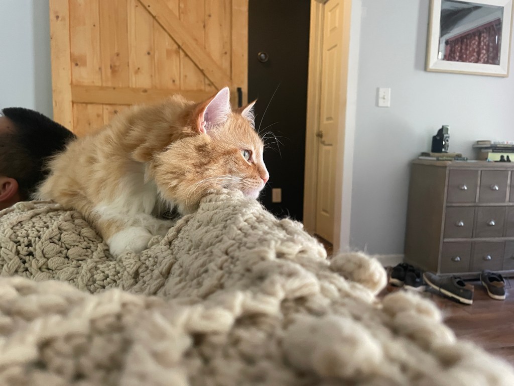 fluffy orange cat with his face turned to the right as he lays on a textured cream blanket