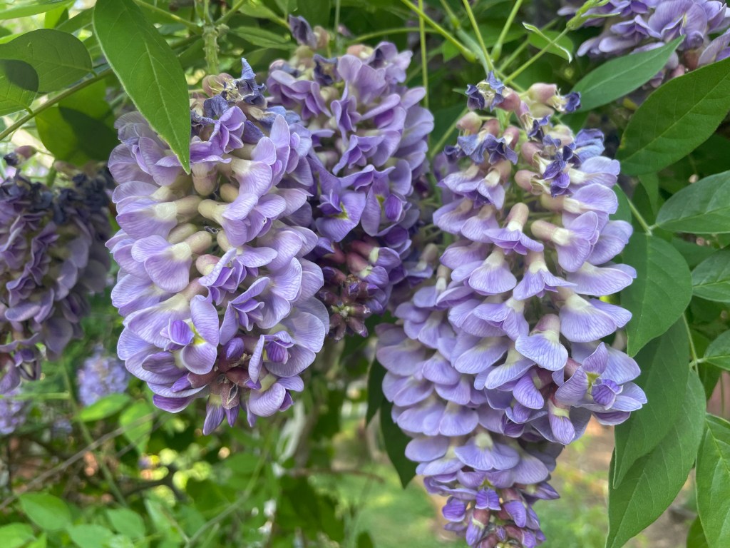 close up of purple american wisteria